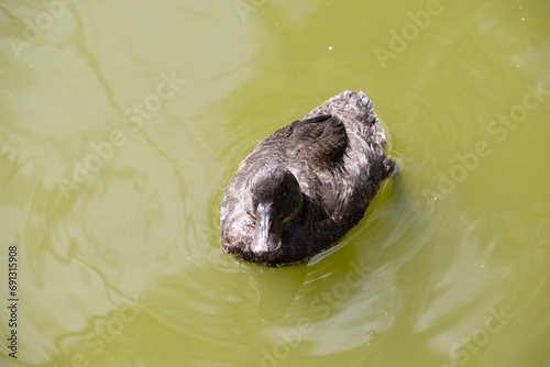 the female hardheaded duck has brown eyes and is all brown with a black beak