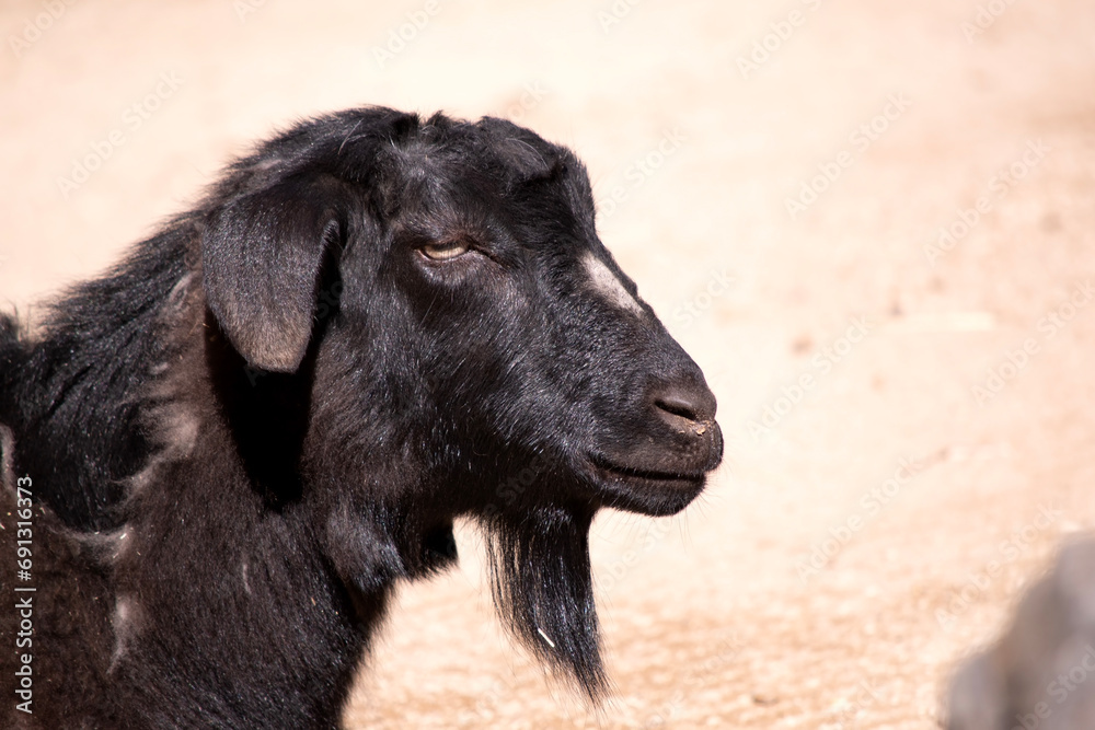 goats are herbivores, which means that they eat plants like grass and grain.