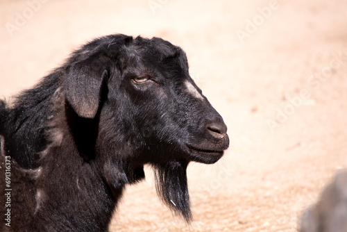 goats are herbivores, which means that they eat plants like grass and grain.