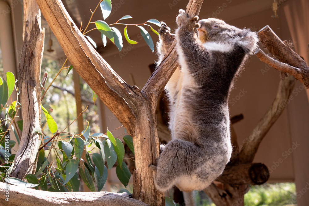 Fototapeta premium the Koala has a large round head, big furry ears and big black nose. Their fur is usually grey-brown in color with white fur on the chest, inner arms, ears and bottom.