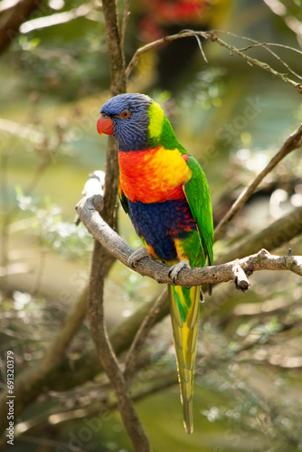 The rainbow lorikeet has a bright yellow-orange/red breast, a mostly violet-blue throat and a yellow-green collar. © susan flashman