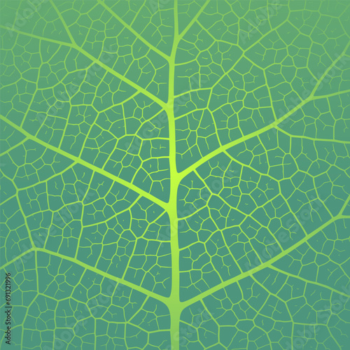 Leaf vein texture abstract background with close up plant leaf cells ornament texture pattern.