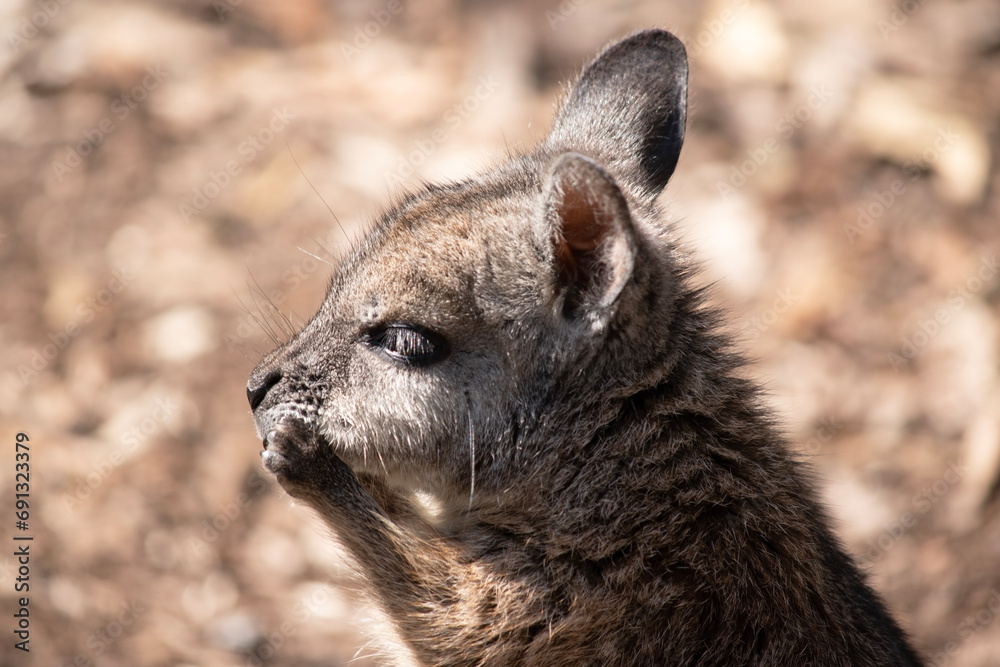 Naklejka premium the tammar wallaby has dark greyish upperparts with a paler underside and rufous-coloured sides and limbs. The tammar wallaby has white stripes on its face.