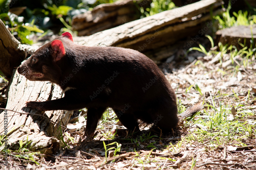 Tasmanian Devils are the size of a small dog. Devils have black fur with a large white stripe across their breast and the odd line on their back.