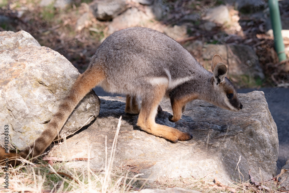 Naklejka premium The Yellow-footed Rock-wallaby is brightly coloured with a white cheek stripe and orange ears.