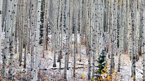 Aspen Tree Forest aerial cinematic drone Kebler Pass Crested Butte Gunnison Colorado seasons collide early fall aspen tree red yellow orange forest winter first snow powder Rocky Mountains back motion photo