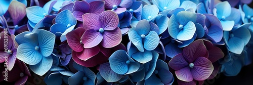 Colorful Hydrangeas Banner Close Purple Blue, Banner Image For Website, Background, Desktop Wallpaper