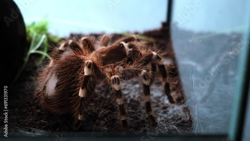 Big spider moves and eats madagascar cockroach in a terrarium close-up. Acanthoscurria geniculata. Phobia concept. Toxic poison. Brazilian large size tropical animals. Blaptica dubia. 4k footage.