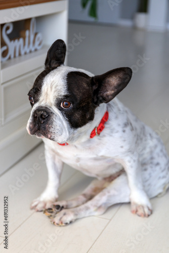 Fototapeta Naklejka Na Ścianę i Meble -  Adorable french bulldog sitting at home