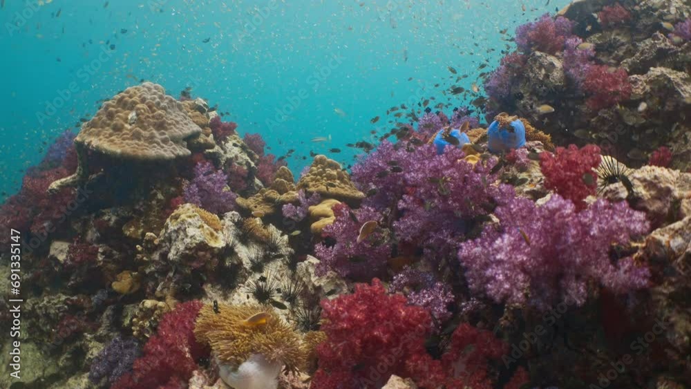 Sharkpoint soft coral Phuket Thailand Sharkpoint soft coral Phuket Thailand