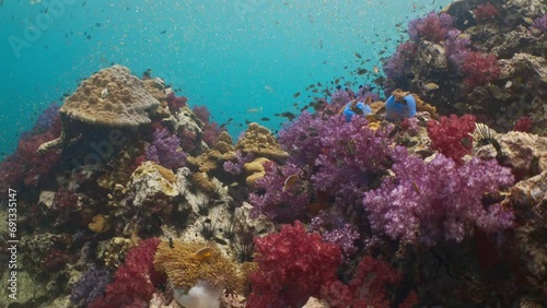 Sharkpoint soft coral Phuket Thailand