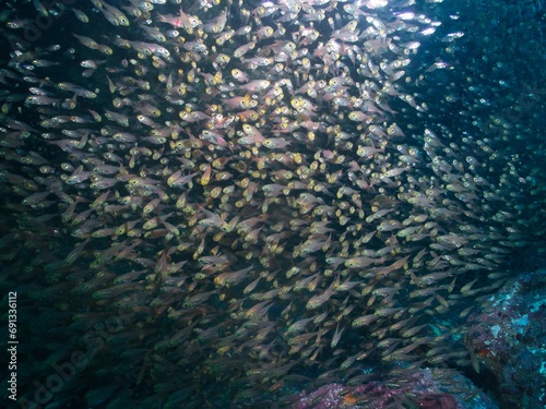 School of Parapriacanthus at a cave in Izu