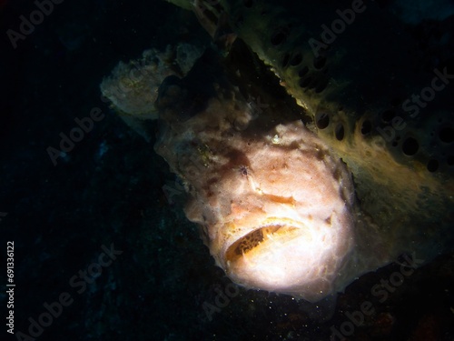 Focus light with Giant frogfish in Izu, Japan photo