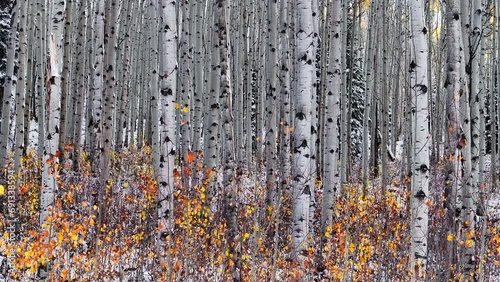 Aspen Tree Forest aerial cinematic drone Kebler Pass Crested Butte Gunnison Colorado seasons collide early fall aspen tree red yellow orange forest winter first snow powder Rocky Mountain right motion photo