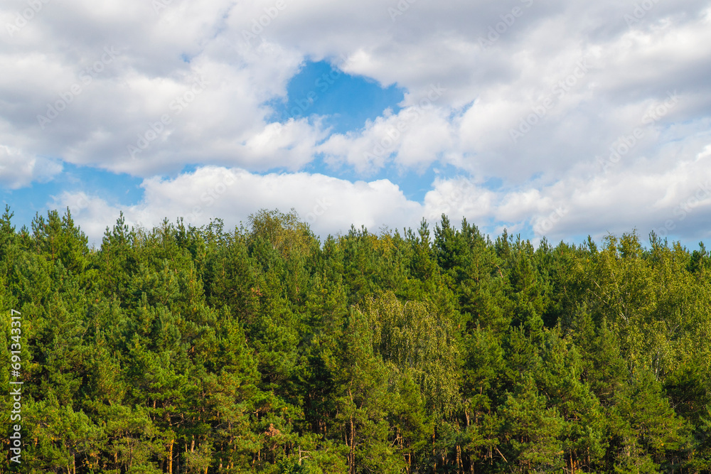 Background with sky over forest with empty space for text. Green, coniferous trees in summer.