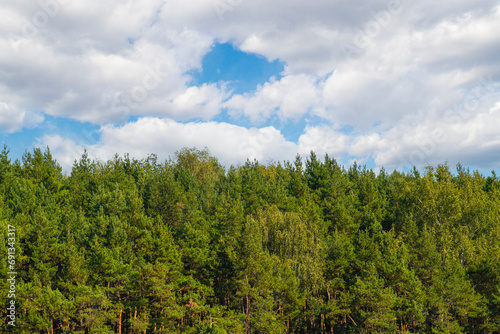 Background with sky over forest with empty space for text. Green, coniferous trees in summer.