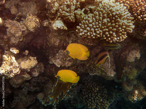 Blue- Cheeked butterfly fish ( CHAETODON SEMILARVATUS ) Photographed while snokeling in the red sea. photo