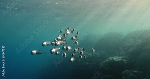 A group of Bonito fish swimming with mouths open to collect eatables. photo