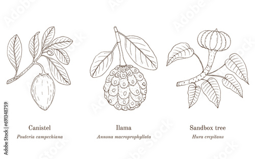 Collection of edible and medicinal plants