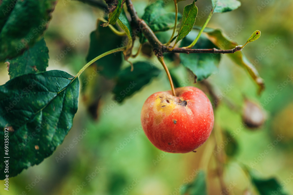 Old overripe apple fruit on the branch in orchard