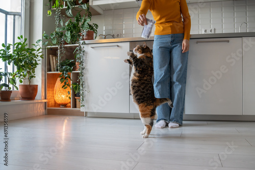 Hungry cat performing funny trick dancing on back paws to receive favorite food treats. Domestic pet begging food on kitchen at home from woman owner. Animals pets maintenance content care concept.