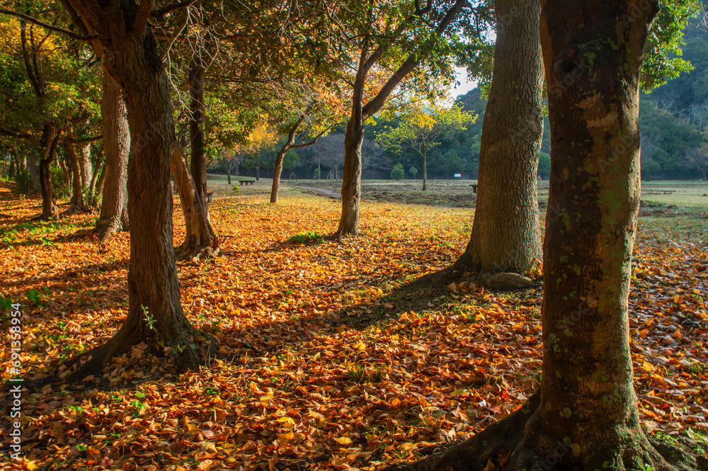 秋の早朝の公園、樹木の影と落ち葉の絨毯