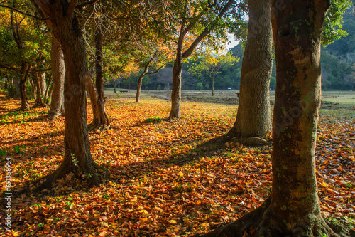 秋の早朝の公園、樹木の影と落ち葉の絨毯
