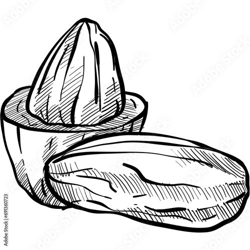 hazelnut handdrawn illustration