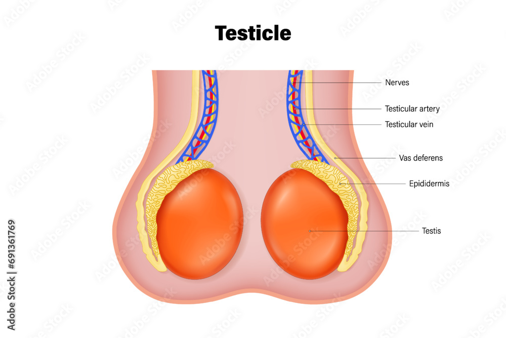 Vecteur Stock Testicular anatomy. Anatomy of the testis. Structures of