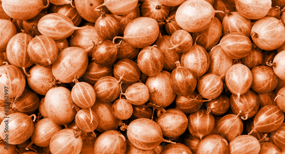 Color of the year 2024: Peach Fuzz. fresh ripe gooseberries texture, flat lay Color of the year 2024: Peach Fuzz. fresh ripe gooseberries texture, flat lay