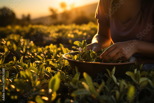 Indian woman picking tea at tea plantation at sunrise photo