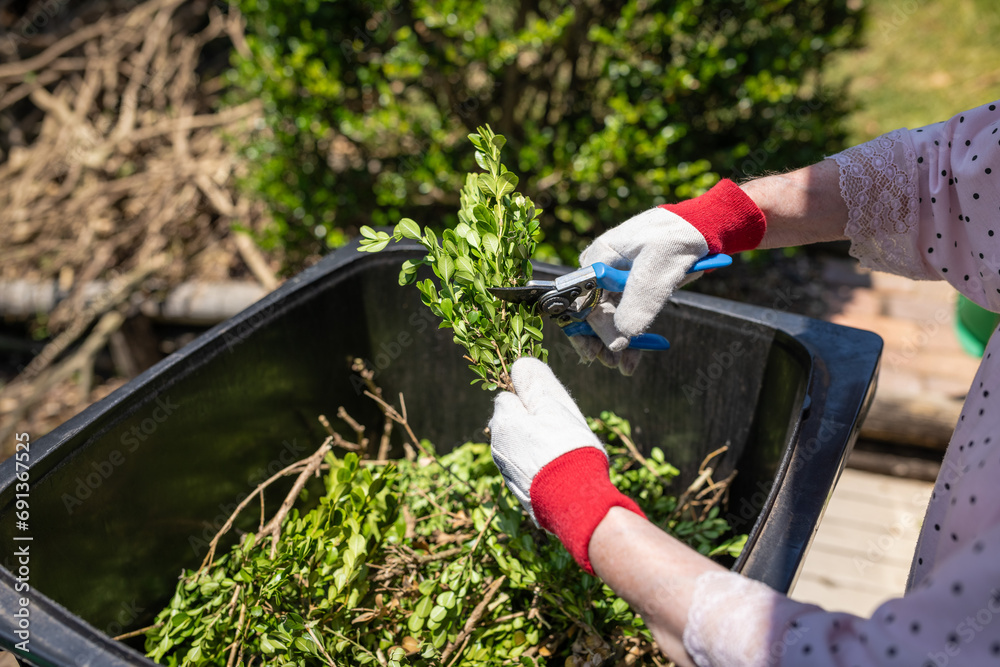 Older lady cutting green garden waste with pruner over the bin. Spring garden cleaning.