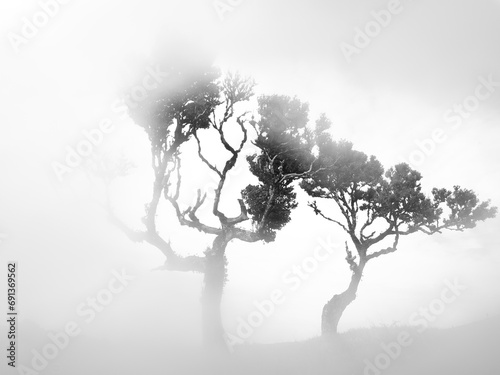 Portugal,Madeira, Ancient laurel trees on Madeira Island during foggy day photo