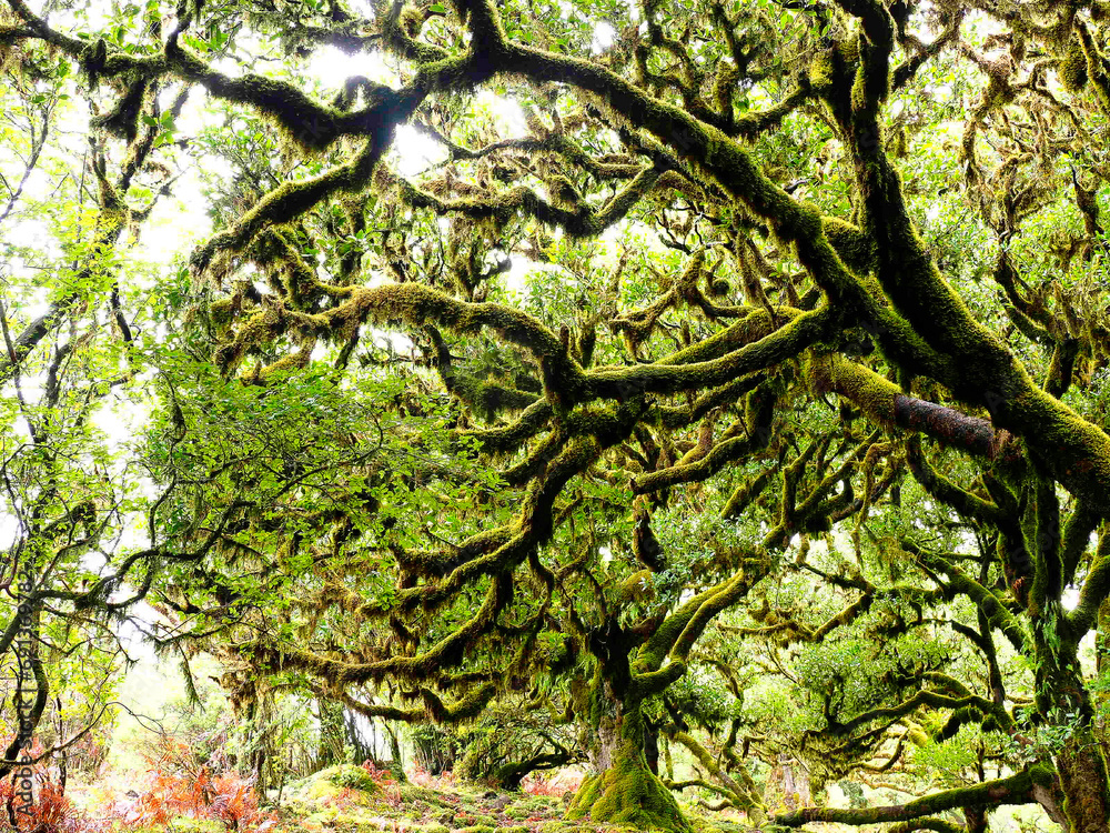 Portugal, Madeira, Ancientmoss-coveredlaurel trees on Madeira Island Portugal, Madeira, Ancientmoss-coveredlaurel trees on Madeira Island
