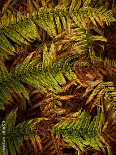 Green leaves of tree ferns photo