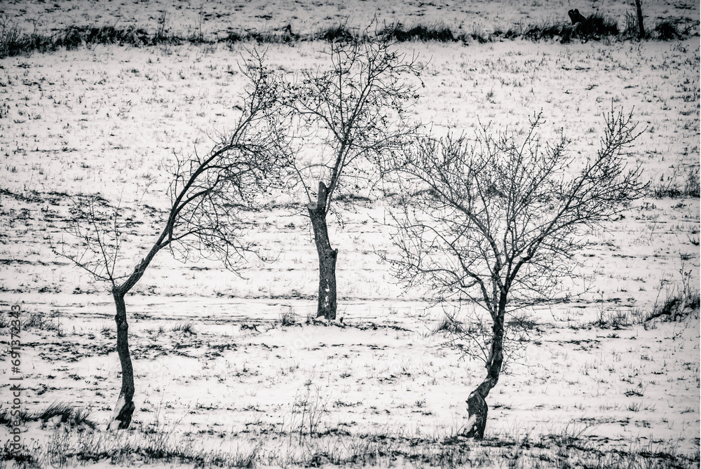Almond trees in the snow in Aitana