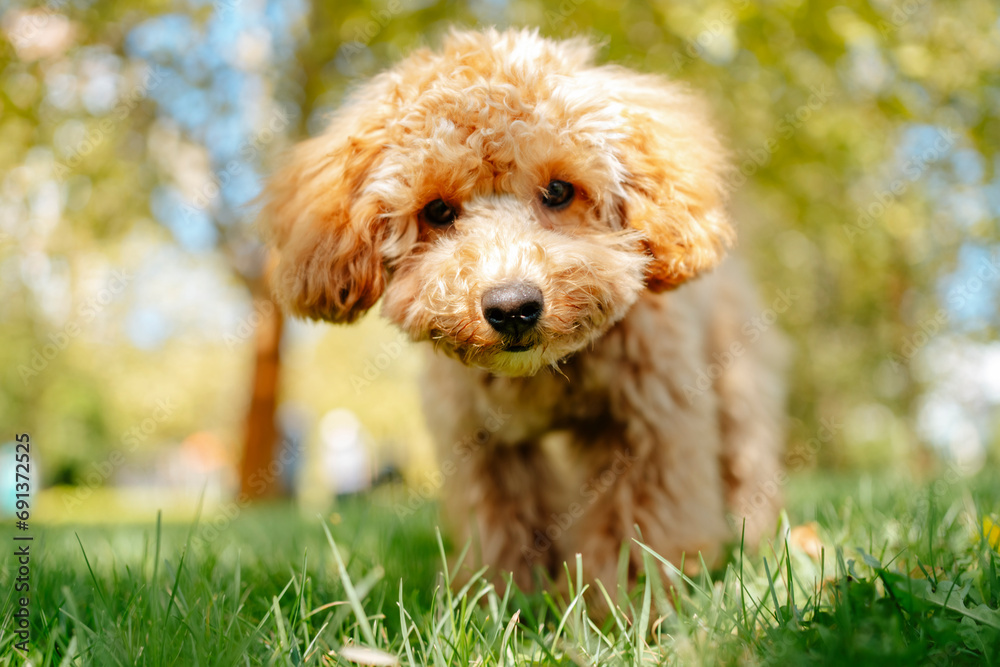 Brown poodle dog on grass in park Brown poodle dog on grass in park