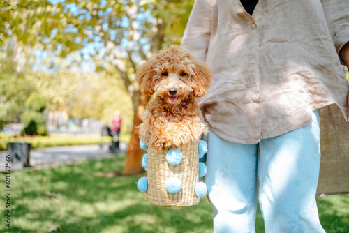 Woman carrying poodle dog in wicker basket and walking at autumn park photo