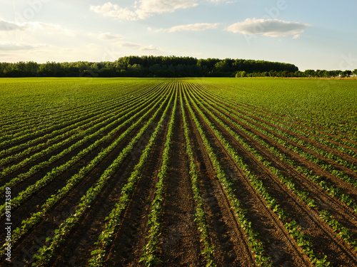 Serbia, Vojvodina Province, Vast soybean field in summer photo