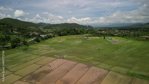 Rice Field at Mae Ai District, Chiang Mai, Thailand 
