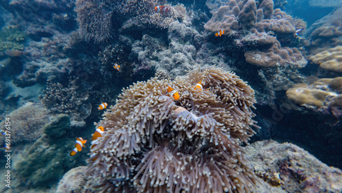 Clownfish in Phi Phi IslandThailand photo