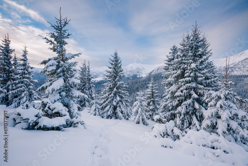 Snowy landscape and white spruces trees on a frosty day. Carpathian mountains, Ukraine, Europe. © Leonid Tit