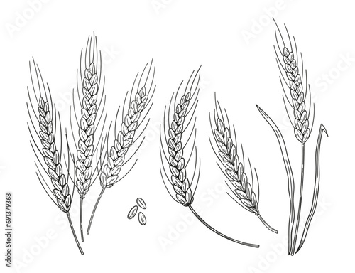 Set of hand drawn wheat ear spikes. Bakery food concept. Hand drawn sketch vector illustration