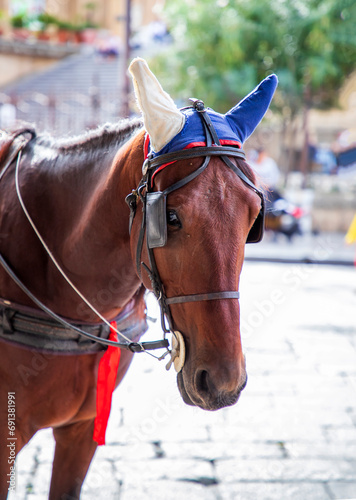 Horse in harness on a city street © EdVal