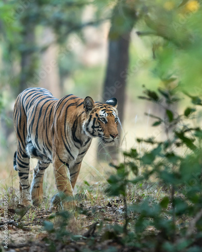 wild indian female bengal tiger or panthera tigris in natural green background on territory stroll head on in winter evening safari at bandhavgarh national park forest reserve madhya pradesh india