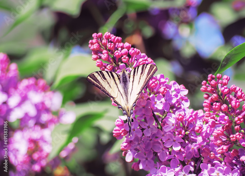 Butterfly machaon at the purple lilac