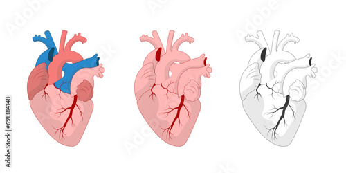 Set of anatomical heart drawings: black and white, pink and classical. Human realistic internal organ on white background.