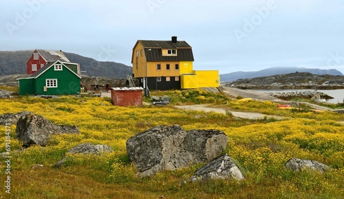 colorful houses and  yellow arctic poppies on the rocky shore of the remote fishing village of nanortalik island in summer, in southern greenland