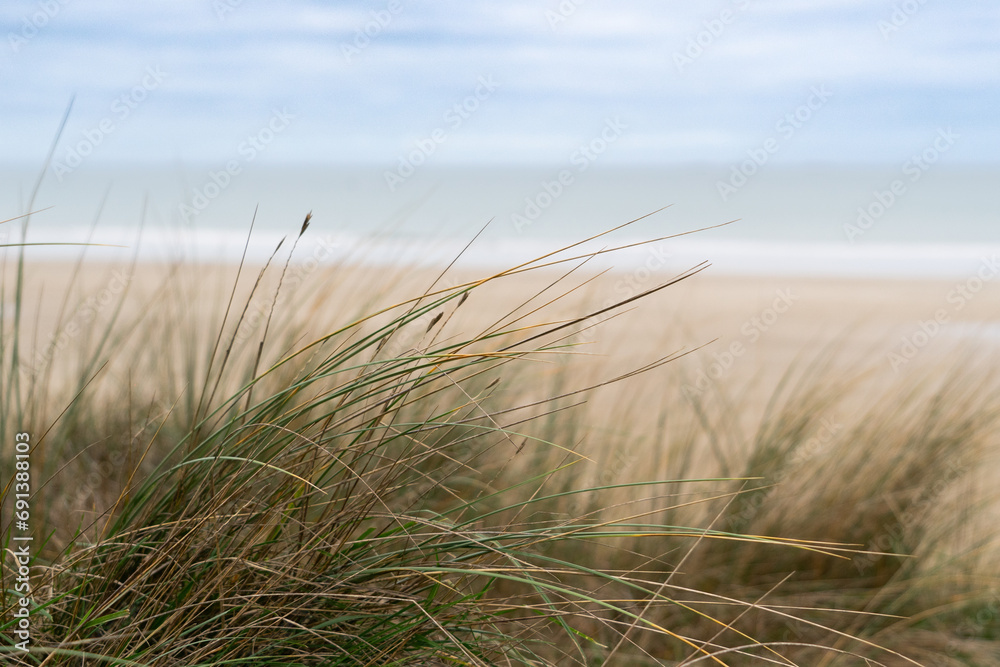 Fototapeta premium sand dunes and grass
