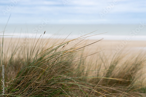 sand dunes and grass